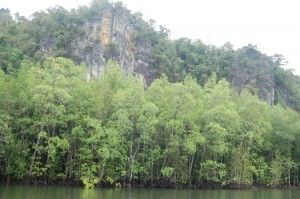 Encoraching forest reserves, Selangor increases fined and jail terms