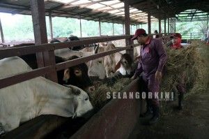 Livestock entrepreneurs: Selangor equips youth with knowledge & training