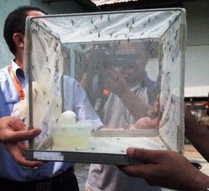 梳邦市议会以蚊克蚊奏效 拟扩大释放巨蚊范围