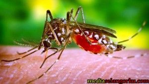 Dengue: 3 areas record the highest number of cases as of February 21