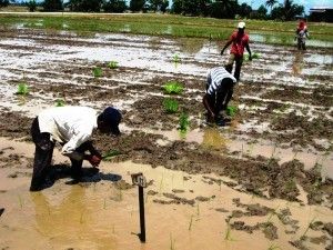 SPECIAL REPORT: Cultivation of rice 5 times a year, soil fertility being disputed
