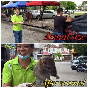 'Giant rat' viewpoint excites social sites