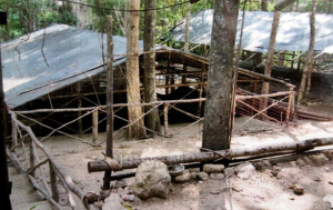 Establish Royal Commission to investigate human trafficking camp