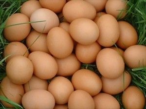 Selangor chicken egg exports to Singapore over RM43.5 million