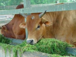 Breeders lost RM4 million in livestock theft 2010 - 2014