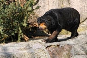 Return bear to original habitat