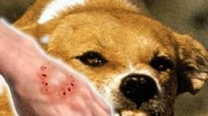 998 stray dogs captured to prevent infection