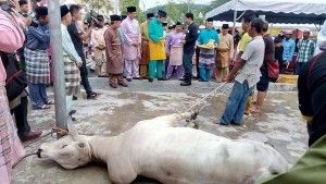 Sultan & CM join the people in the sacrificial slaughter