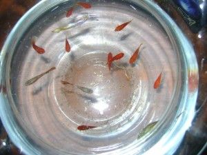 Use guppies to fight dengue