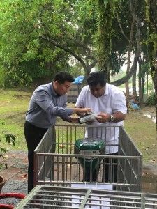 磁铁捕蚊器引蚊入网  武吉加星出新招灭蚊