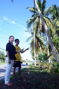 椰子高挂危及驾驶者  沙白县会将令地主处理