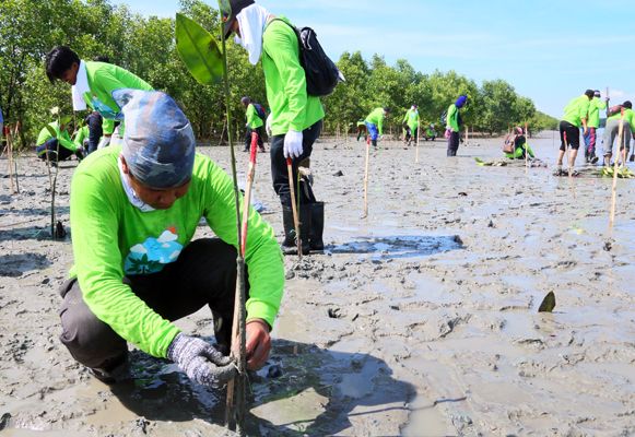 雪州今年耗逾23万 修复红树林生態区