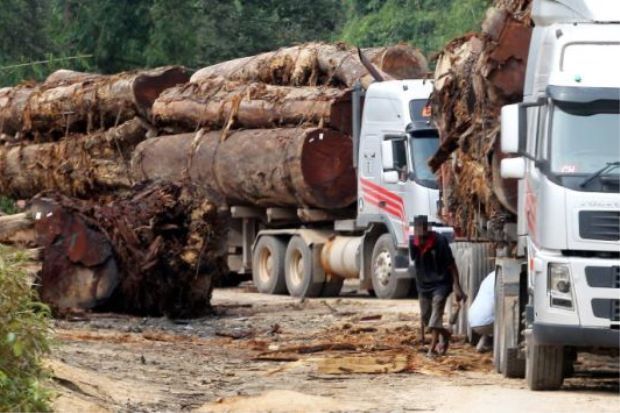 促严打非法伐木活动  安华：免劳民伤财