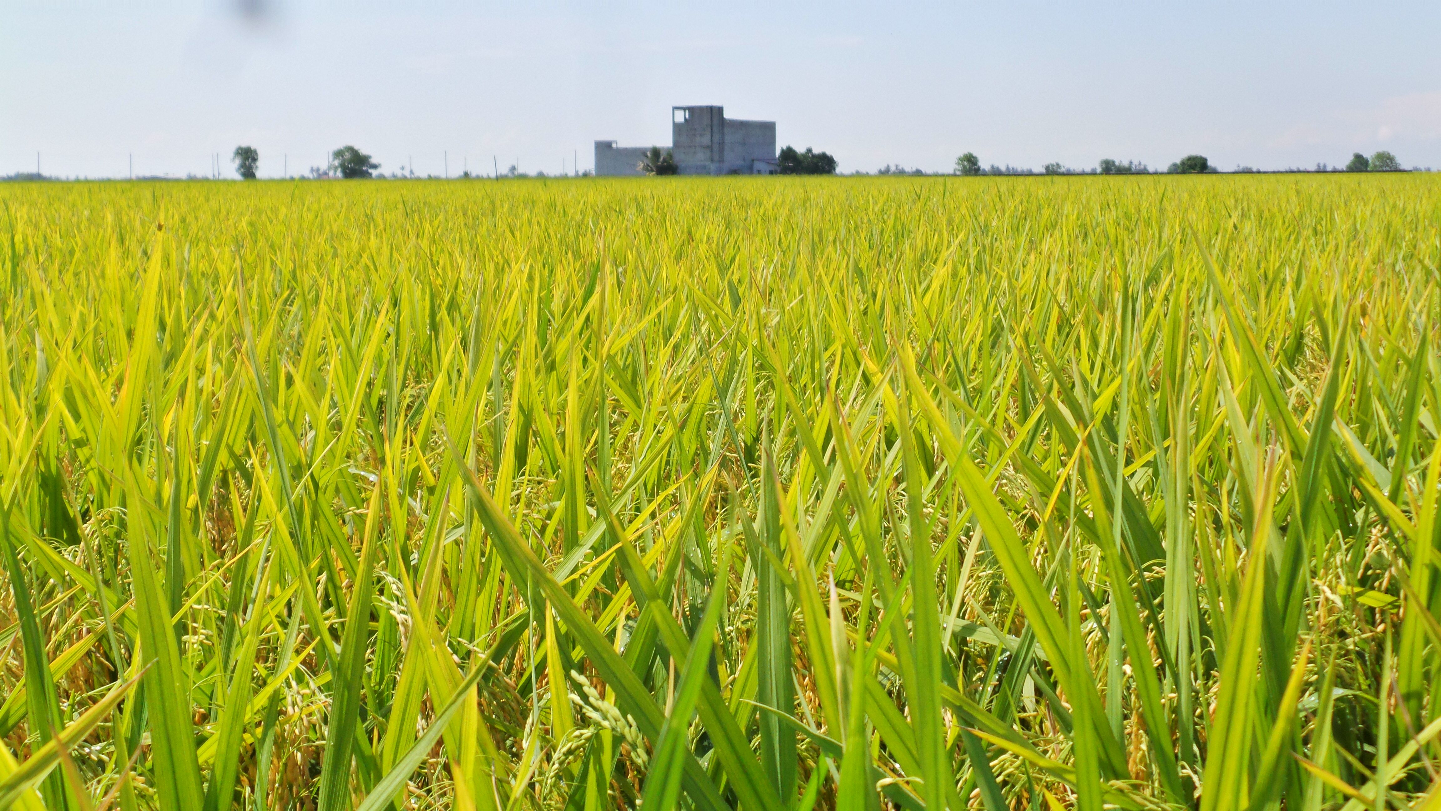 首次造访华人新村  雪苏丹522访适耕庄