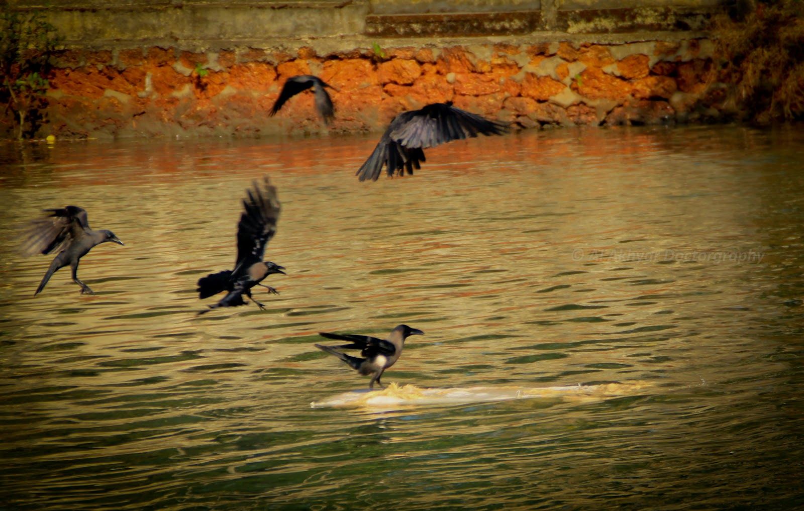 灵市周日展开射杀乌鸦行动 市民给予合作