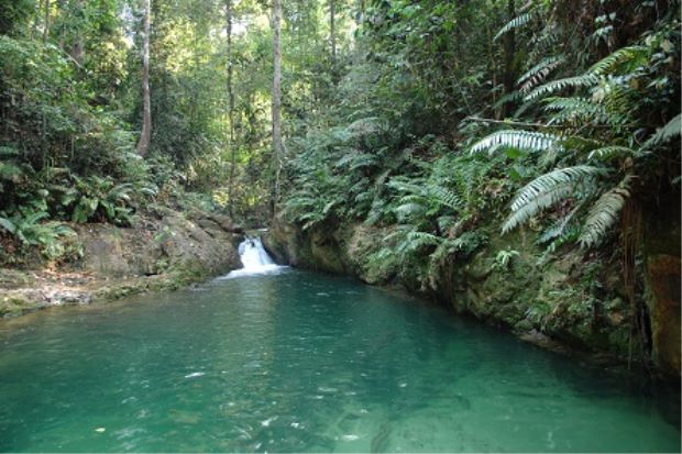Tangani pencerobohan hutan, pelihara alam sekitar