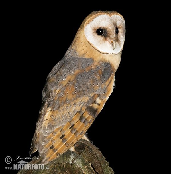 Barn Owls: Rat control agents in Subang Jaya