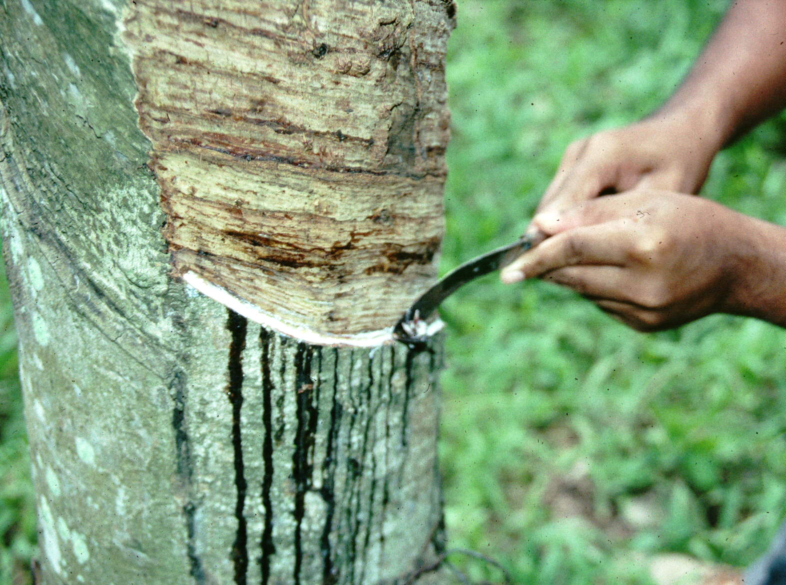 Hampir 3,000 pekebun kecil Selangor disasar sertai kempen tingkat hasil getah