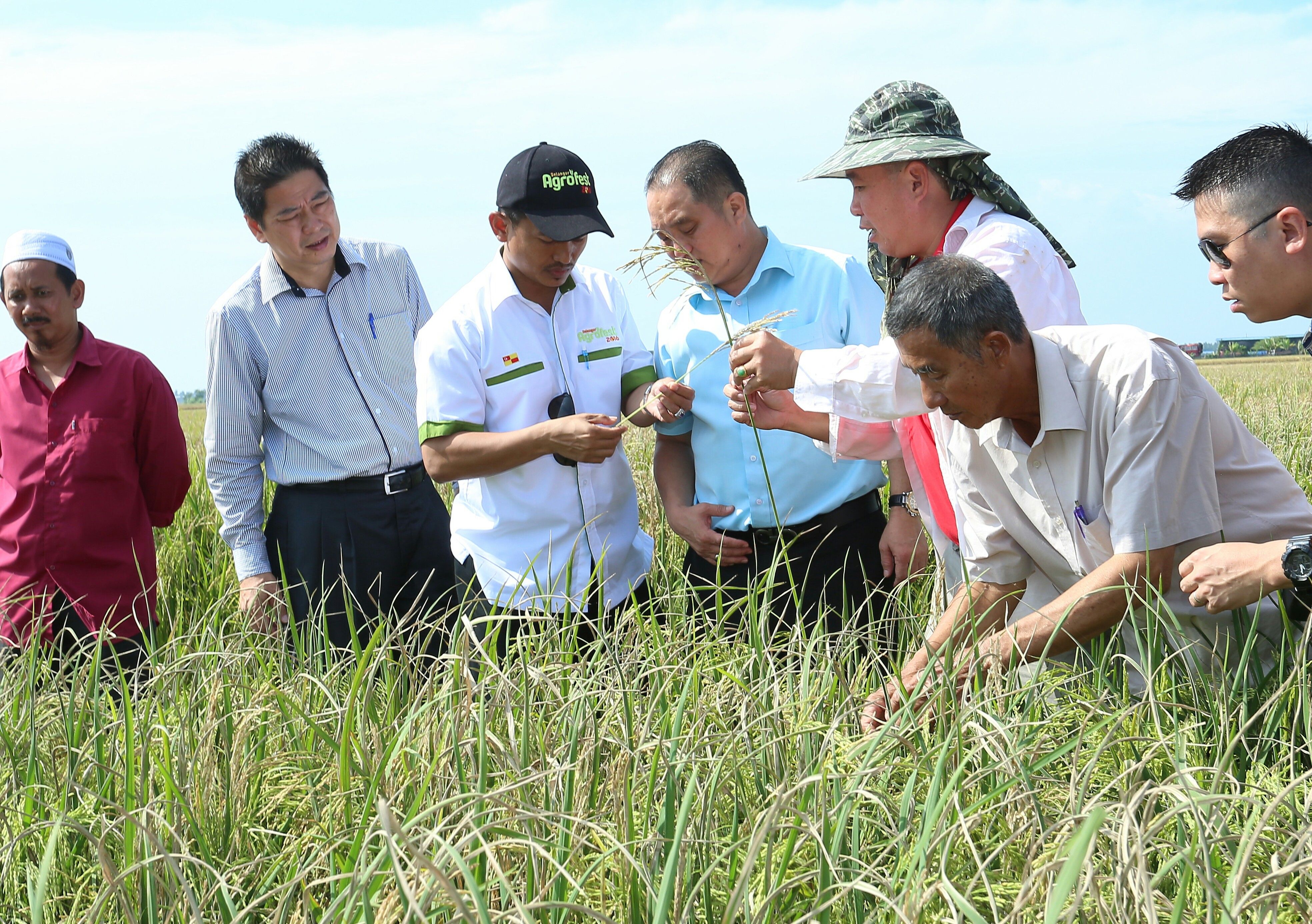 BLB attack: Farmers’ lost opportunities