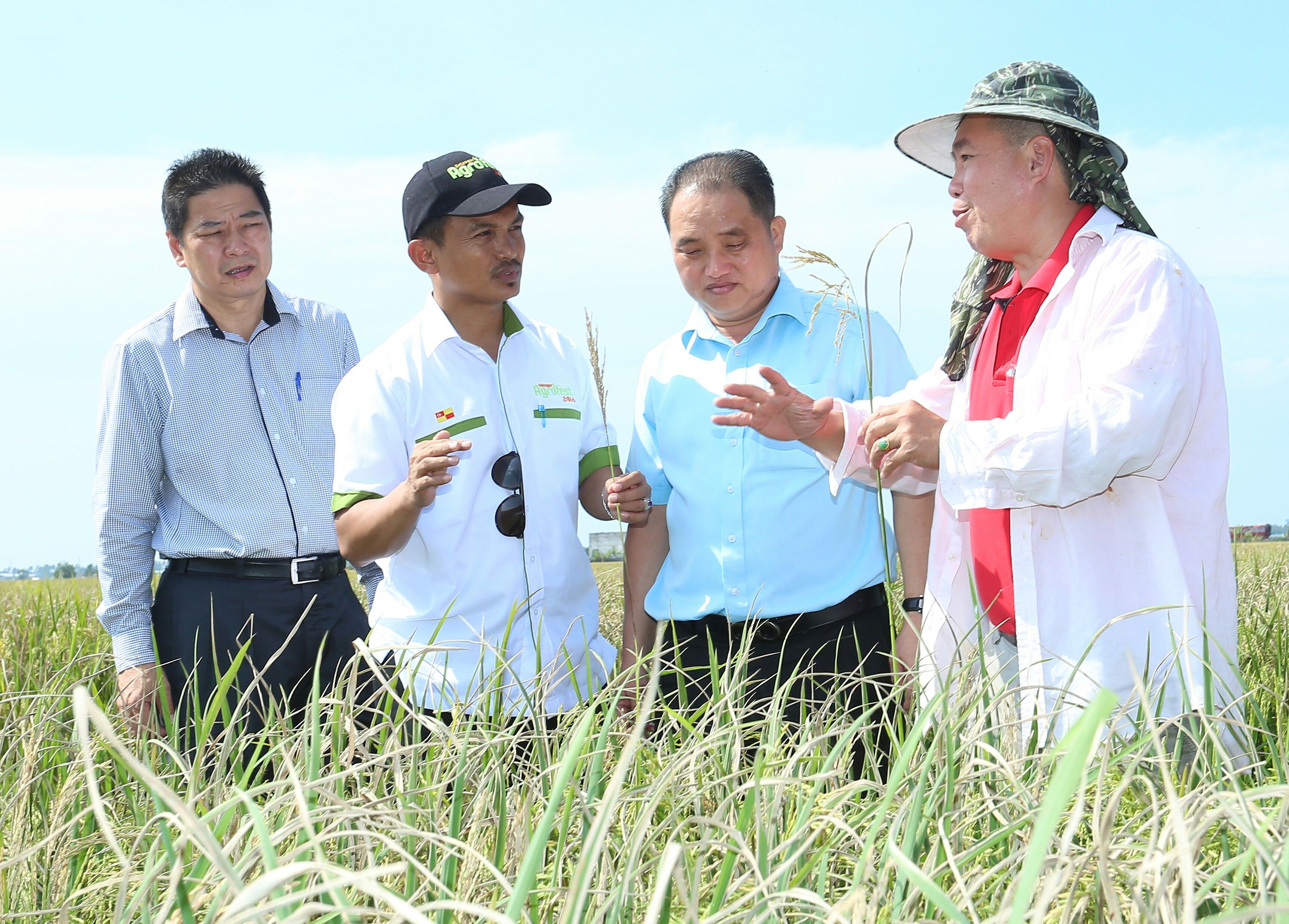 稻热病卷走500万  适耕庄稻农血本无归！