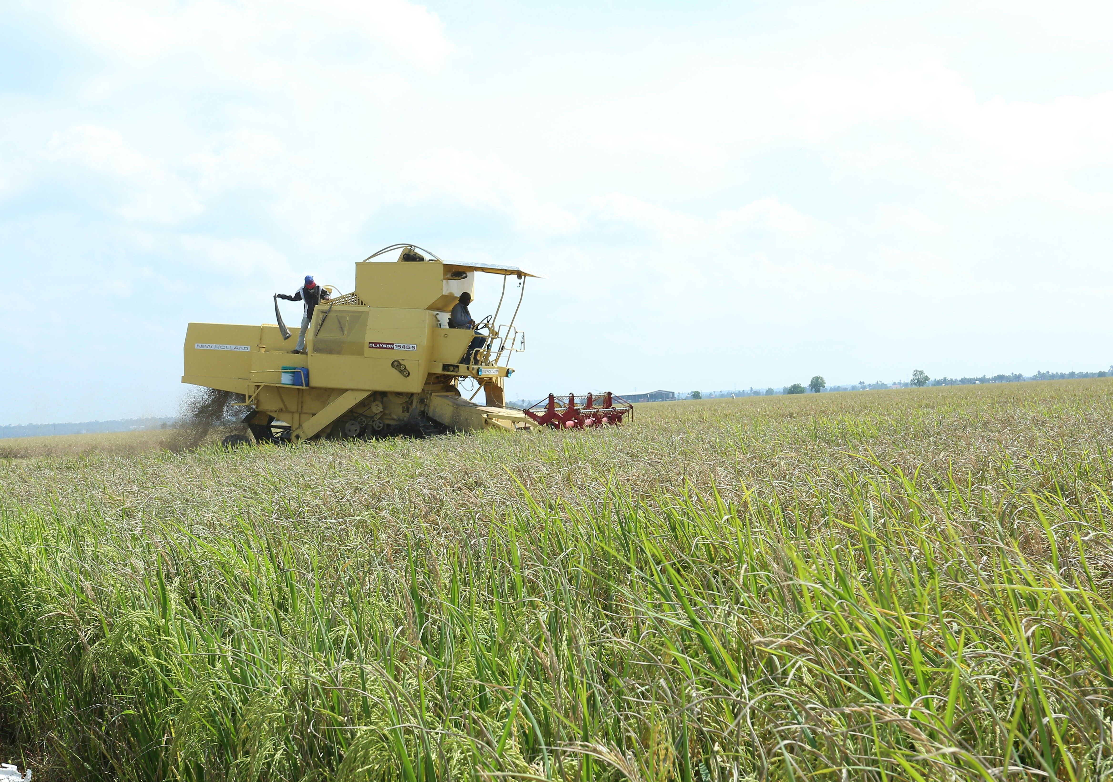 拨80万肥料农药  助稻农对抗稻热病