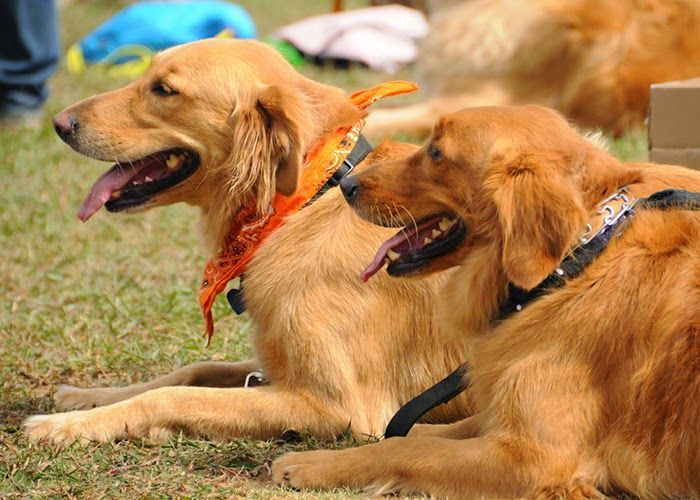 MPSJ catat sembilan kes digigit anjing liar tahun ini