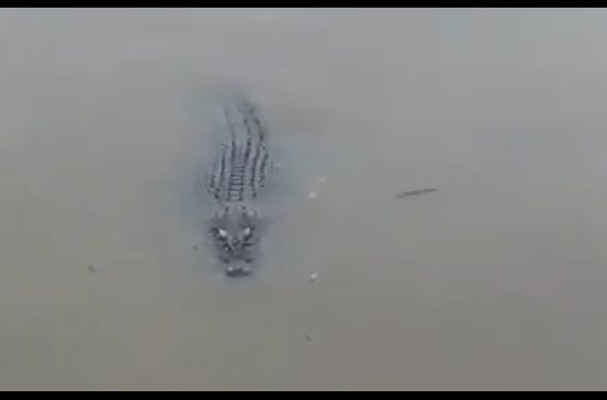 鳄鱼出没莎阿南湖泊    民众受促提高警惕