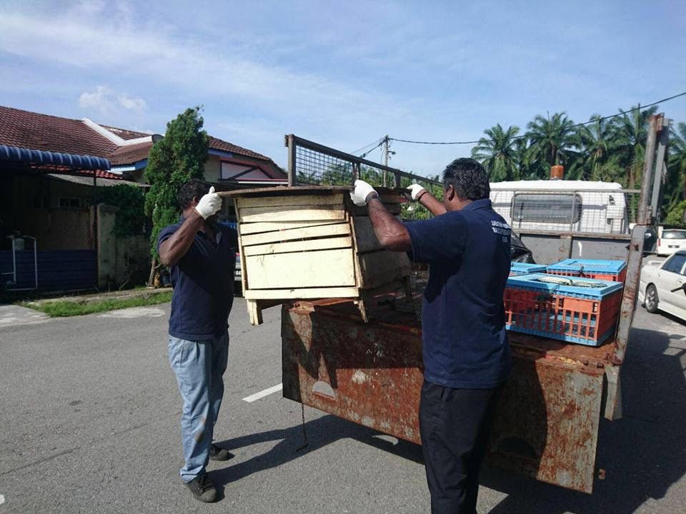 外劳住家养鸡滋扰邻里  巴生市会充公鸡寮