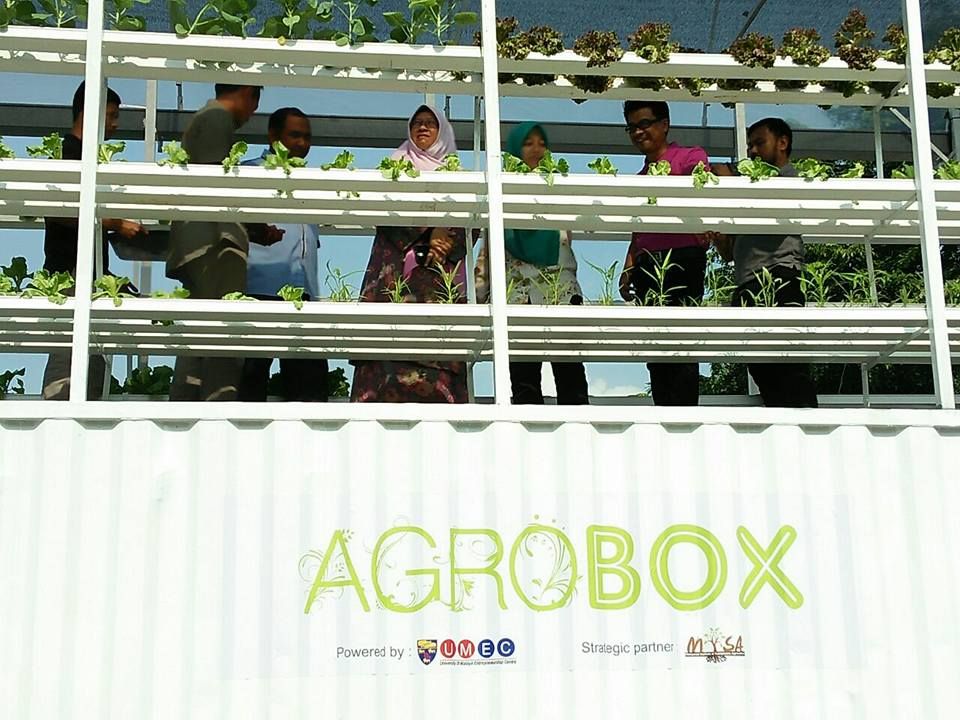 “农业盒”鼓励耕种  灵市人乐当城市农夫