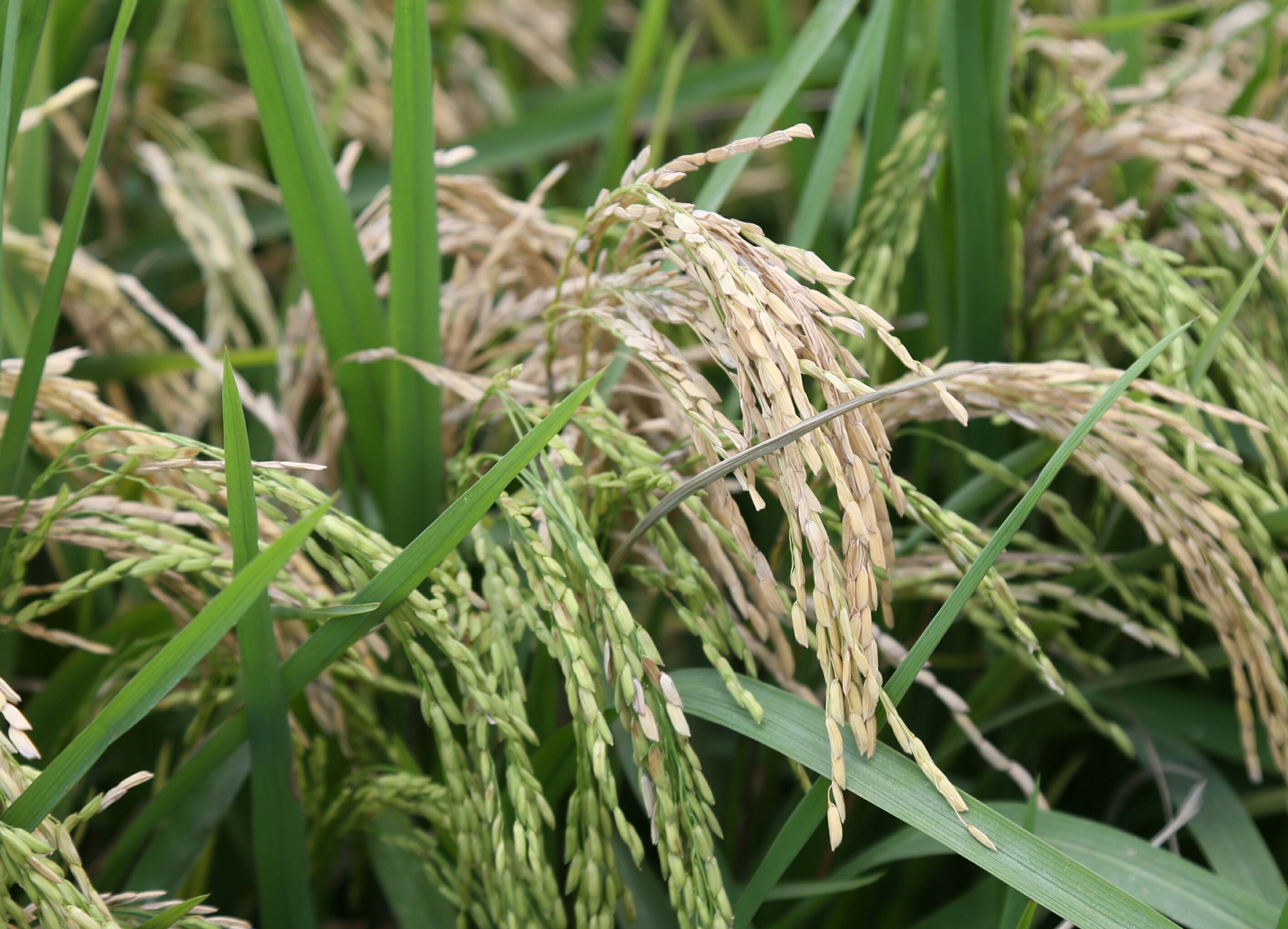 RM3.3 juta bantu manfaat takaful golongan tani