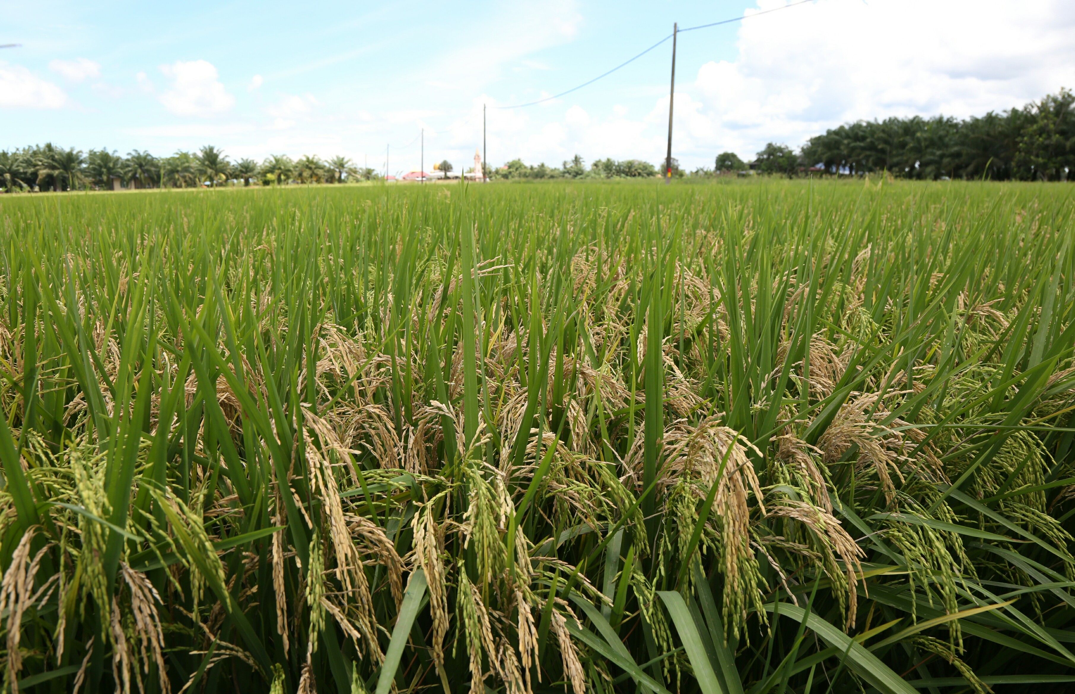 Khabar gembira buat petani Selangor