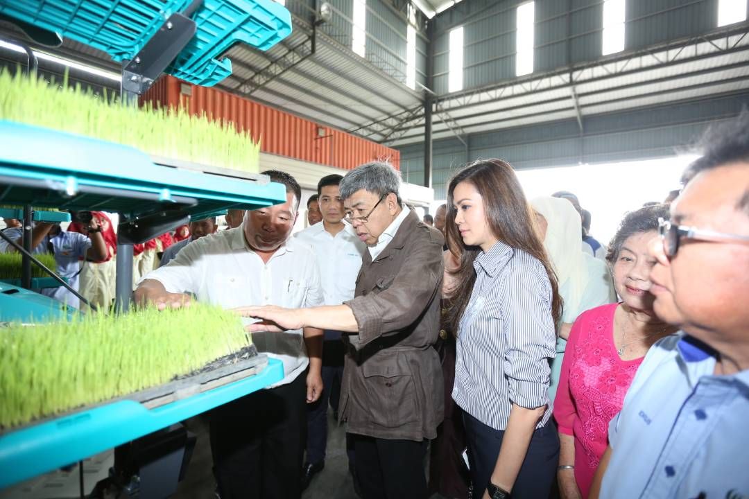 雪苏丹下田体验稻农活儿