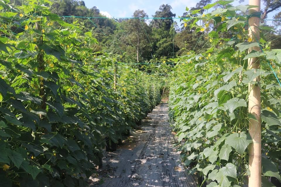 Selangor pusat kecemerlangan majukan bidang pertanian
