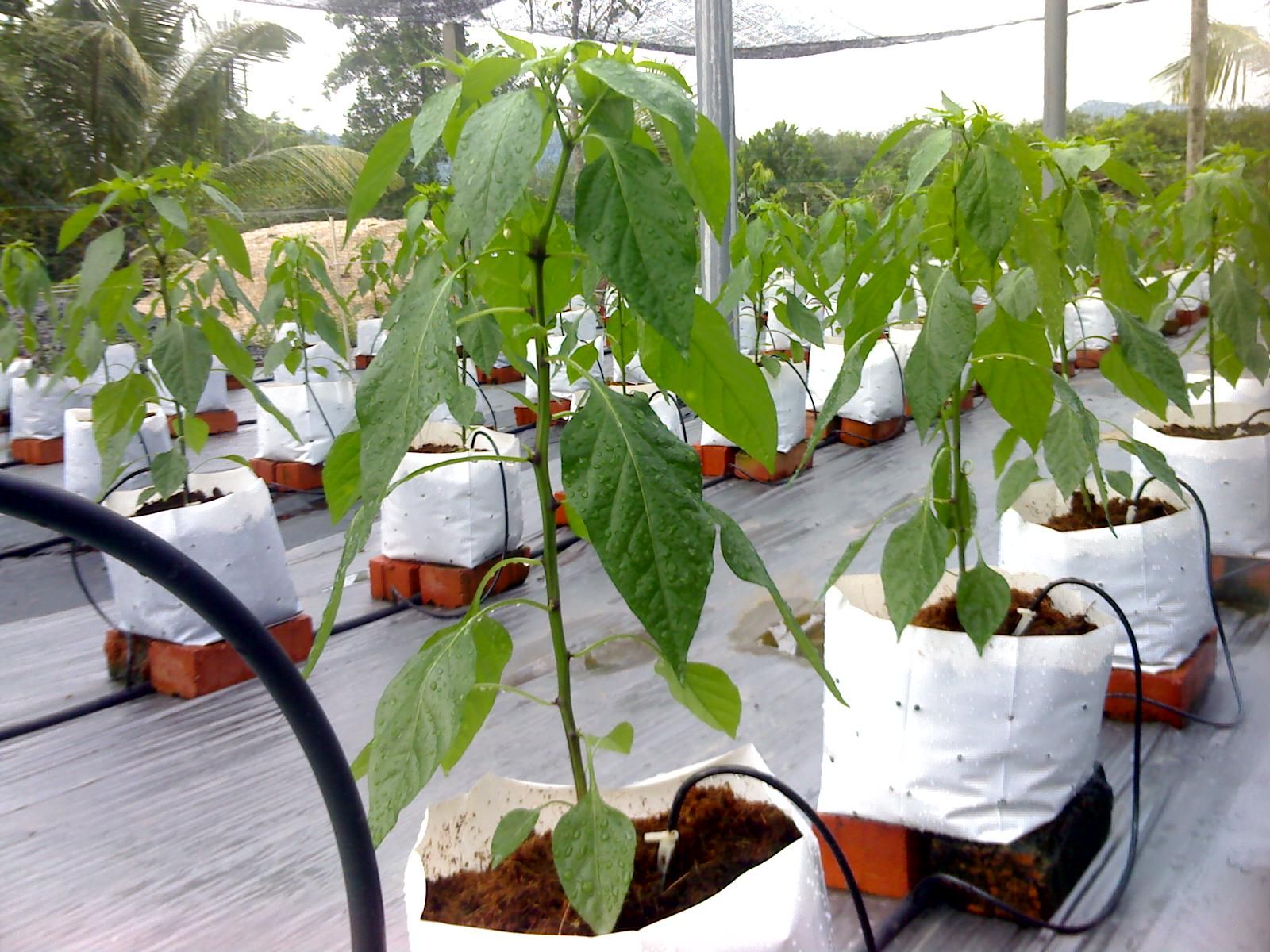 உரப்பாசன தொழில்நுட்பம்: விவசாய தொழில் முனைவர்களுக்கு உதவுகிறது