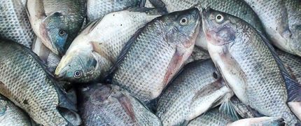 UNISEL tawar hadiah keseluruhan RM20,000 pertandingan memancing Hari Terbuka