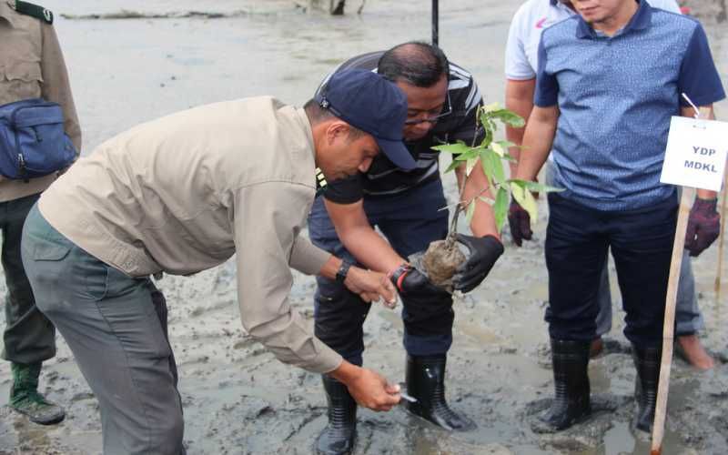 保育红树林  瓜冷县会参与植树
