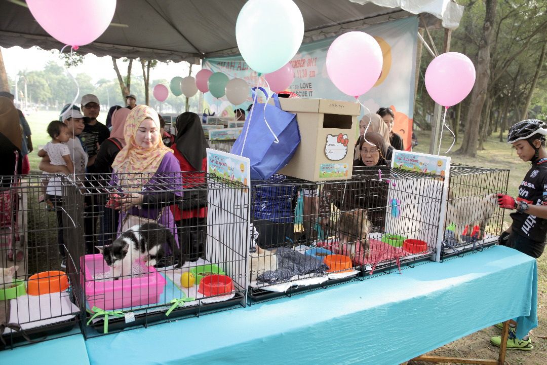 巴生市议会明年杪开设3所流浪动物收容所