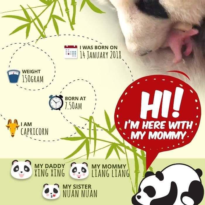 Anak panda disahkan betina