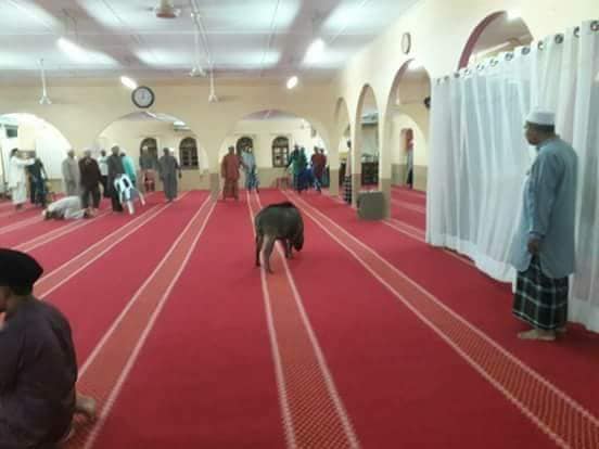 Jemaah Masjid Sungai Plong cedera disondol babi hutan