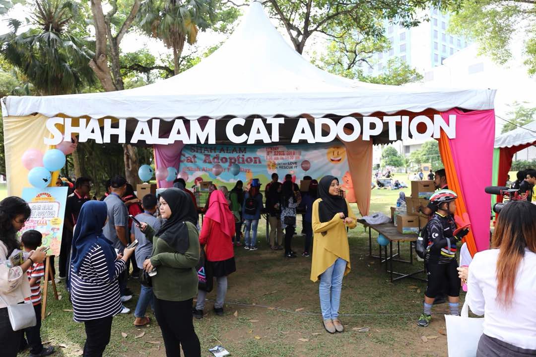 18 kucing dapat pemilik baru