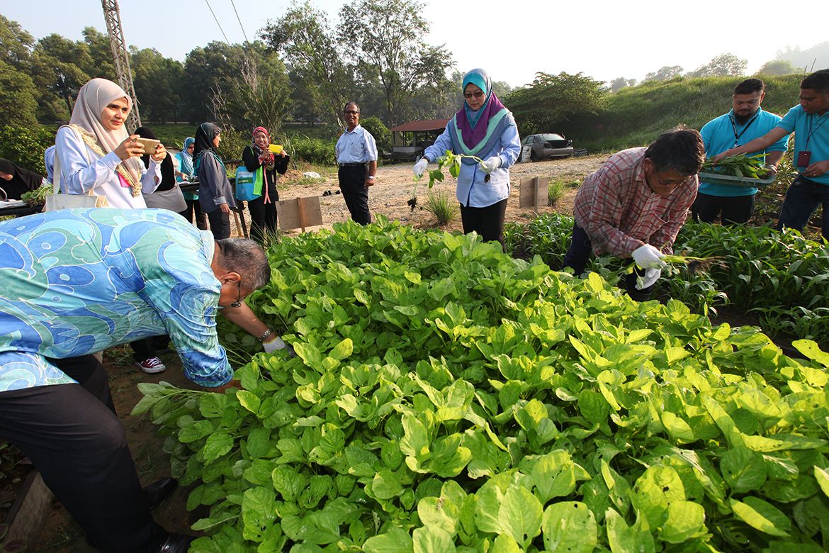 MBSA: Jom petik sayur dari ladang 22 April ini