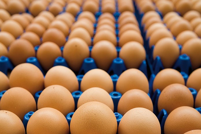 Poland tarik balik lebih 4 juta telur dicemari antibiotik