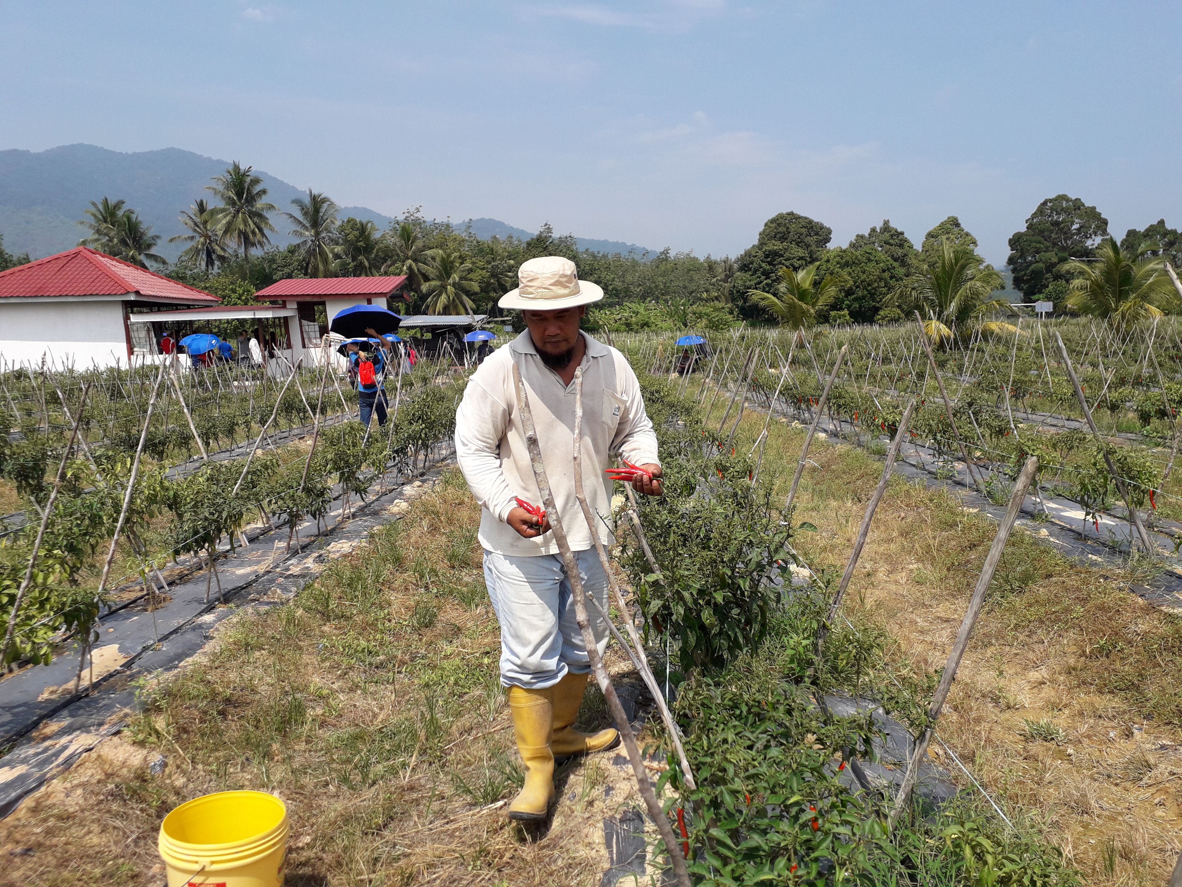 MAIK sedia beri tanah buka ladang cili