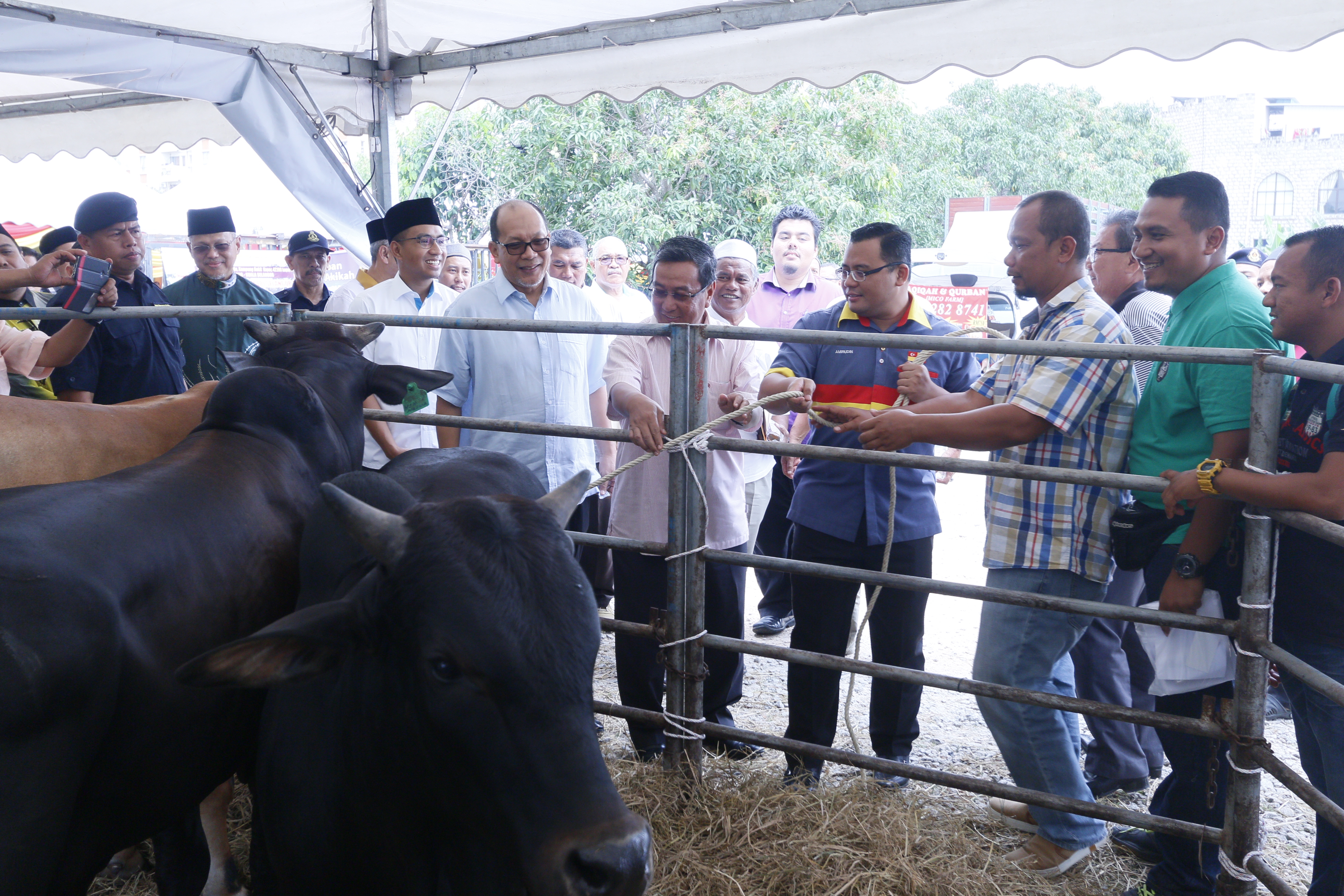 Kerajaan Negeri agih 1,200 ekor lembu sempena Aidiladha