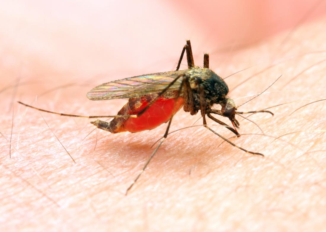 Malaria: Majikan diingat pastikan pekerja asing disaring