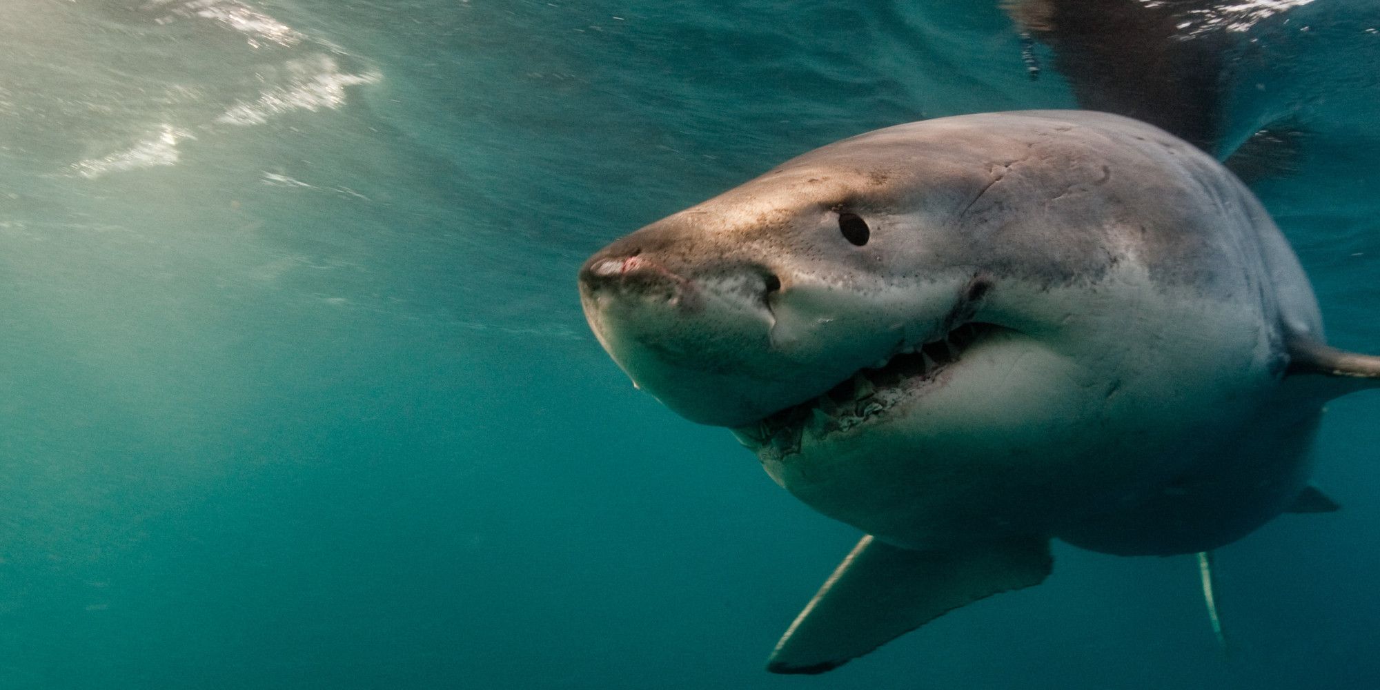 Dua jerung dibunuh selepas pelancong diserang