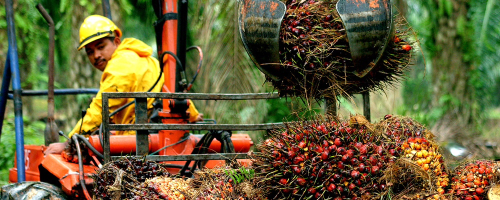 Asnaf Selangor ditawar 5,873 peluang kerja dalam sektor ladang