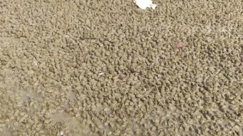 Jangan bimbang fenomena kerang di Pulau Ketam