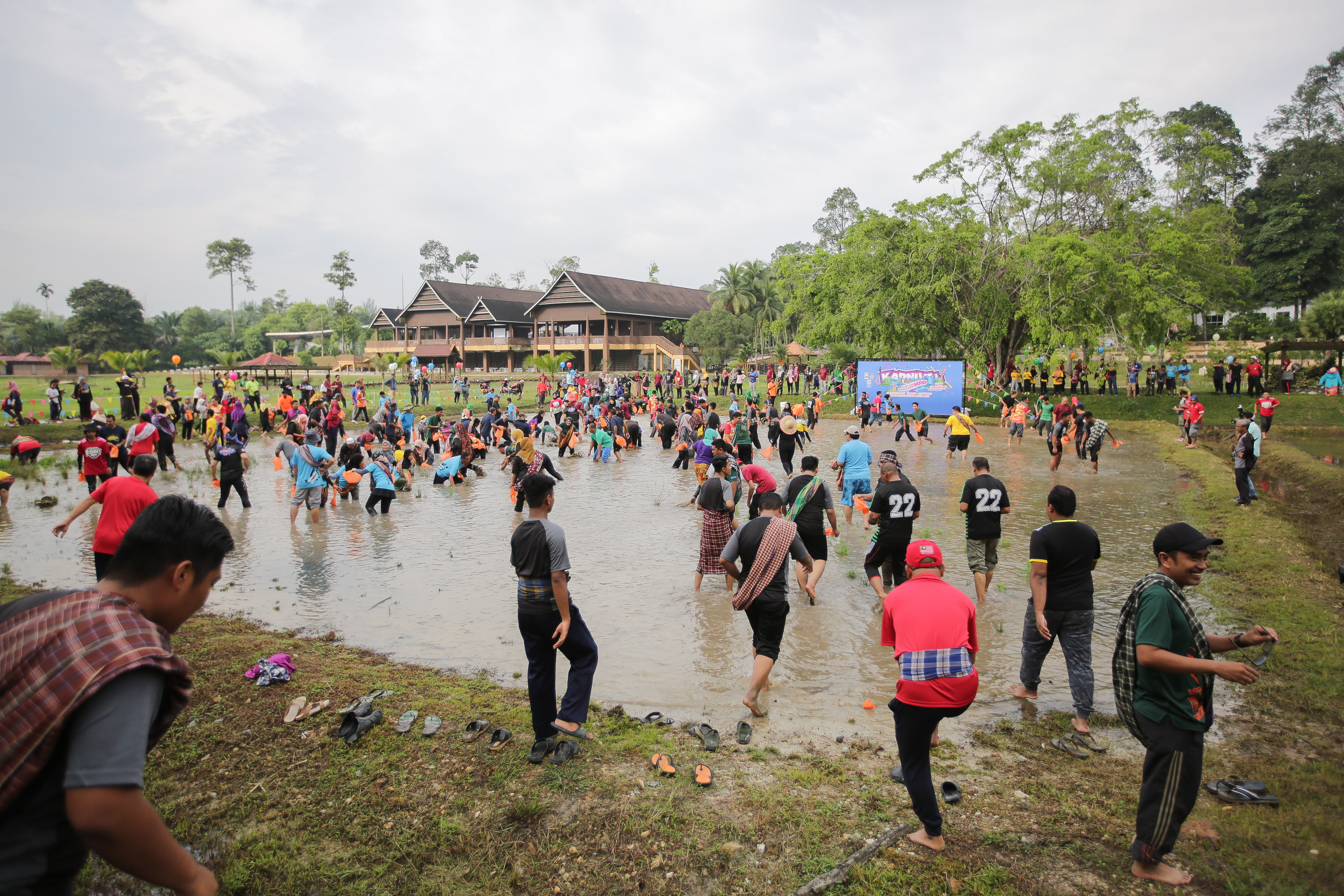Tangkap keli dalam bendang di bandar unik dan mengujakan
