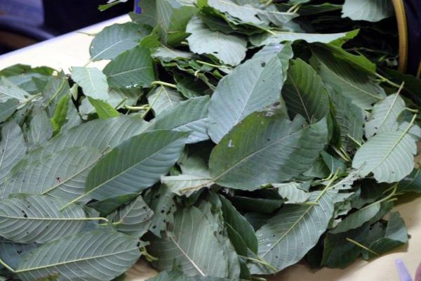 MAN DETAINED FOR POSSESSION OF 90KG KETUM LEAVES